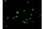 Immunofluorescent analysis of Hela cells using CSB-PA010389PA95forHU at a dilution of 1:100 and Alexa Fluor 488-congugated AffiniPure Goat Anti-Rabbit IgG(H+L)