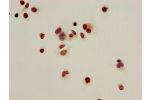 Immunocytochemistry analysis of Hela cells using CSB-PA010402OA16acHU at dilution of 1:100