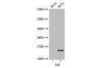 Western Blot<br />
Positive WB detected in:Hela cell acid extracts treated by NaB<br />
All lanes:HIST1H2BB antibody at 2