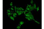 Immunofluorescent analysis of Hela cells using CSB-PA010418OA04me2HU at a dilution of 1:100 and Alexa Fluor 488-congugated AffiniPure Goat Anti-Rabbit IgG(H+L)