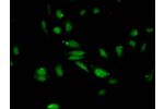 Immunofluorescent analysis of Hela cells using CSB-PA010418OA27me2HU at a dilution of 1:100 and Alexa Fluor 488-congugated AffiniPure Goat Anti-Rabbit IgG(H+L)