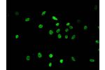 Immunofluorescent analysis of Hela cells using CSB-PA010418OA36me2HU at a dilution of 1:100 and Alexa Fluor 488-congugated AffiniPure Goat Anti-Rabbit IgG(H+L)