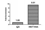 Chromatin Immunoprecipitation Hela(4*106)were treated with Micrococcal Nuclease, sonicated, and immunoprecipitated with 8ug anti-HIST1H4A(CSB-PA010429PA05acHU)or a control normal rabbit IgG . The resulting ChIP DNA was quantified using real-time PCR with 