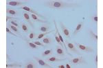 Immunocytochemistry analysis of Hela cells using CSB-PA010429PA12acHU at dilution of 1:100