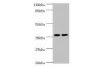 Western blot<br />
All lanes: Annexin A2 antibody at 2ug/ml<br />
Lane 1 : 293T whole cell lysate<br />
Lane 2 : EC109 whole cell lysate<br />
Secondary<br />
Goat polyclonal to Rabbit IgG at 1/15000 dilution<br />
Predicted band size: 39,41 kDa<br />
Obs