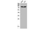 Western Blot analysis of 293T NIH-3T3 cells using AR Polyclonal Antibody