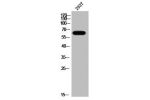 Western Blot analysis of 293T cells using A-Raf Polyclonal Antibody