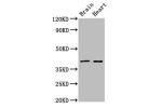 Western Blot<br />
Positive WB detected in:Rat brain tissue,Rat heart tissue<br />
All lanes:CERS1 antibody at 3