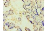 Immunohistochemistry of paraffin-embedded human placenta tissue using CSB-PA01319A0Rb at dilution 1:100