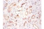 Immunohistochemistry of paraffin-embeded human stomach using CSB-PA01574A0Rb at dilution of 1:100