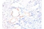 Immunohistochemistry of paraffin-embeded human kidney using CSB-PA01704A0Rb at dilution of 1:50