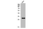 Western Blot analysis of COLO cells using ATF-1 Polyclonal Antibody
