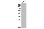 Western Blot analysis of A549 cells using CREB-2 Polyclonal Antibody