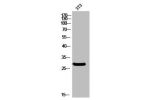 Western Blot analysis of 3T3 cells using ATP5F1 Polyclonal Antibody