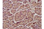 IHC image of CSB-PA020897LA01HU diluted at 1:300 and staining in paraffin-embedded human pancreatic tissue performed on a Leica BondTM system. After dewaxing and hydration, antigen retrieval was mediated by high pressure in a citrate buffer (pH 6.0). Sect