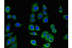 Immunofluorescent analysis of A549 cells using CSB-PA023393LA01HU at a dilution of 1:100 and Alexa Fluor 488-congugated AffiniPure Goat Anti-Rabbit IgG(H+L)