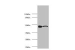 Western blot<br />
All lanes: Alpha-enolase antibody at 2ug/ml<br />
Lane 1 : EC109 whole cell lysate<br />
Lane 2 : 293T whole cell lysate<br />
Secondary<br />
Goat polyclonal to Rabbit IgG at 1/15000 dilution<br />
Predicted band size: 48,37 kDa<br />
