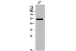 Western Blot analysis of 3T3 cells using FGFR-5 Polyclonal Antibody