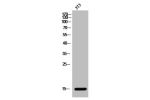 Western Blot analysis of 3T3 cells using Acetyl-Histone H2B (K15) Polyclonal Antibody