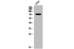 Western Blot analysis of A549 cells using RIAM Polyclonal Antibody
