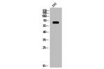 Western Blot analysis of 293 cells using Mena Polyclonal Antibody