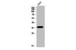 Western Blot analysis of 293T cells using Dok-5 Polyclonal Antibody