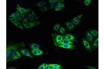 Immunofluorescent analysis of HepG2 cells using CSB-PA03134A0Rb at a dilution of 1:100 and Alexa Fluor 488-congugated AffiniPure Goat Anti-Rabbit IgG(H+L)