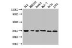 Western Blot<br />
Positive WB detected in:PC3 whole cell lysate,HEK293 whole cell lysate,HepG2 whole cell lysate,MCF-7 whole cell lysate,Hela whole cell lysate,A375 whole cell lysate<br />
All lanes: COPE antibody at 3ug/ml<br />
Secondary<br />
Goat pol
