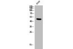 Western Blot analysis of A549 cells using Connexin 47 Polyclonal Antibody