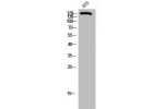 Western Blot analysis of 3T3 cells using BAF250b Polyclonal Antibody