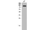 Western Blot analysis of 293 cells using Bcl-6 Polyclonal Antibody
