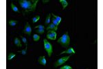 Immunofluorescent analysis of U251 cells using CSB-PA04299A0Rb at a dilution of 1:100 and Alexa Fluor 488-congugated AffiniPure Goat Anti-Rabbit IgG(H+L)