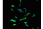 Immunofluorescent analysis of Hela cells using CSB-PA04949A0Rb at a dilution of 1:100 and Alexa Fluor 488-congugated AffiniPure Goat Anti-Rabbit IgG(H+L)