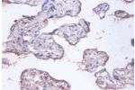 Immunohistochemistry of paraffin-embeded human placenta using CSB-PA04965A0Rb at dilution of 1:100