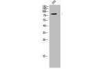 Western Blot analysis of 293 cells using Raf-B Polyclonal Antibody