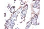 Immunohistochemistry of paraffin-embeded human placenta using CSB-PA05104A0Rb at dilution of 1:100