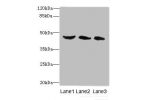 Western blot<br />
All lanes: Bone morphogenetic protein 4 antibody at 10ug/ml<br />
Lane 1 : Rat liver tissue<br />
Lane 2 : A549 whole cell lysate<br />
Lane 3 : Hela whole cell lysate<br />
Secondary<br />
Goat polyclonal to Rabbit IgG at 1/10000 dilut