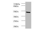 All lanes: Bone morphogenetic protein 7 antibody at 2ug/ml+mouse kidney tissue<br />
Secondary<br />
Goat polyclonal to Rabbit IgG at 1/10000 dilution<br />
Predicted band size: 49 kDa<br />
Observed band size: 49 kDa<br />