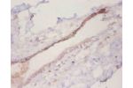Immunohistochemistry of paraffin-embeded human mammary gland using CSB-PA05864A0Rb at dilution of 1:50