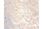 Immunohistochemistry of paraffin-embedded human lymph gland using CSB-PA05909A0Rb at dilution 1:100