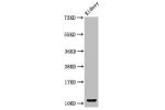 Western Blot<br />
Positive WB detected in:Mouse kidney tissue<br />
All lanes:CCL3 antibody at 3