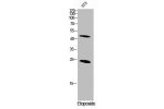 Western Blot analysis of NIH-3T3 cells using Cleaved-Caspase-1 (D210) Polyclonal Antibody