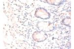 Immunohistochemistry of paraffin-embeded human small intestine using CSB-PA06039A0Rb at dilution of 1:50