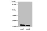 Western blot<br />
All lanes: EPO antibody at 6ug/ml<br />
Lane 1 : Mouse liver tissue<br />
Lane 2 : Mouse kidney tissue<br />
Secondary<br />
Goat polyclonal to Rabbit IgG at 1/10000 dilution<br />
Predicted band size: 21 kDa<br />
Observed band size: 2