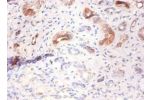 Immunohistochemistry of paraffin-embeded human kidney using CSB-PA06369A0Rb at dilution of 1:100