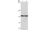 Gel: 6%SDS-PAGE,Lysate: 40 