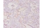Immunohistochemistry of paraffin-embedded human kidney using CSB-PA06459A0Rb at dilution of 1:20