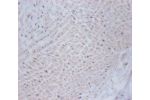 Immunohistochemistry of paraffin-embeded human umbilical cord using CSB-PA06937A0Rb at dilution of 1:100