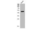 Western Blot analysis of HEPG2 using LPAAT-? Polyclonal Antibody