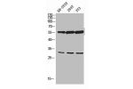 Western blot analysis of SH-SY5Y 293T 3T3 lysis using eIF3a antibody.